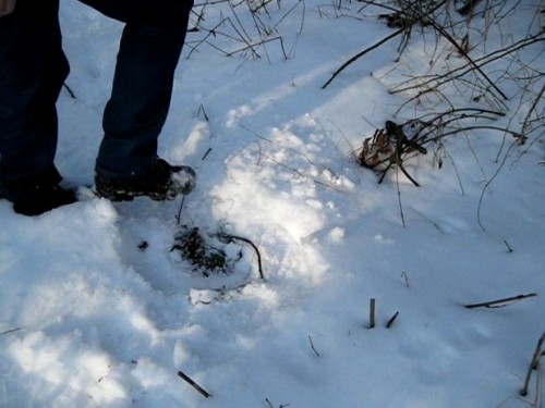 Digging in the snow for wild edible food