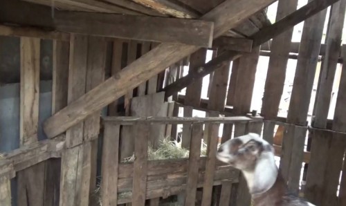 Pallet wood goat feeding station