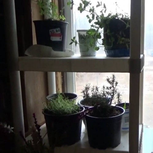 Growing plants in the window over the winter