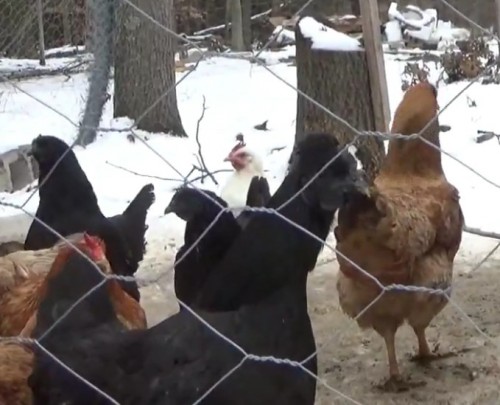Off grid homestead chickens in winter