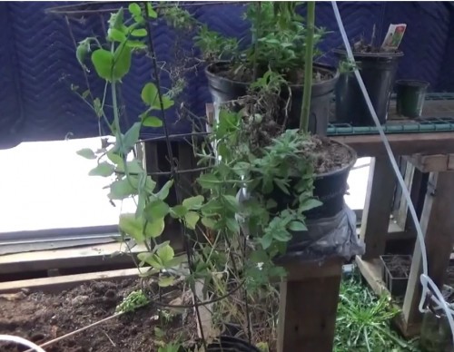 Peas Growing In Winter Greenhouse