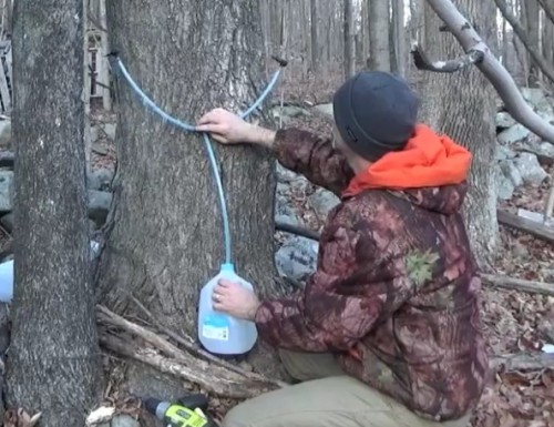 Setting up maple tree taps and jugs for collecting the sap