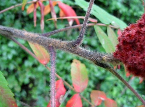 Identify the hairy branches on the Staghorn Sumac