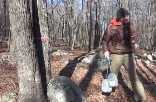 Tapping Maple Trees In January