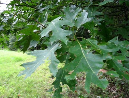 Identify The Oak Tree