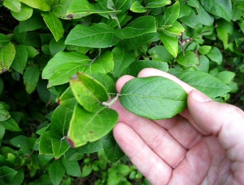 The wild blueberry bush