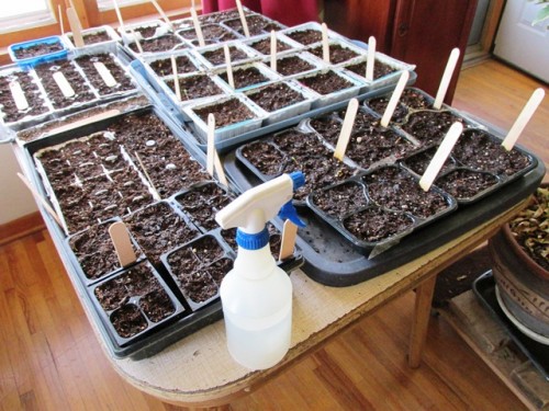 A spray bottle works best for watering seeds until the plants are an inch or so tall
