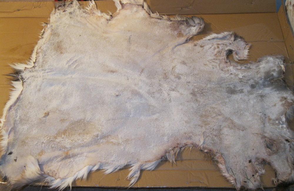 Salt curing deer hide with fur on