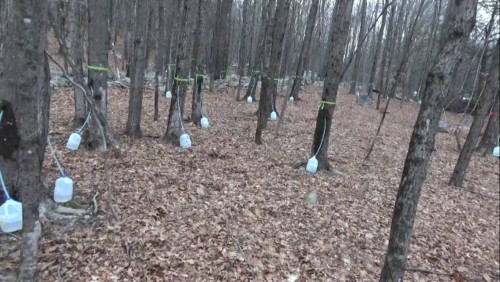 Many maple tree taps out in the woods this year