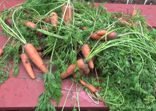 Fresh carrots for carrot chips