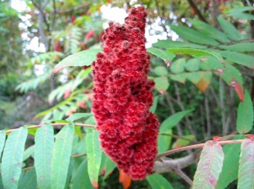 The fruit of the Staghorn Sumac