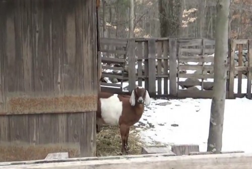 Pallet wood goat barn for winter shelter