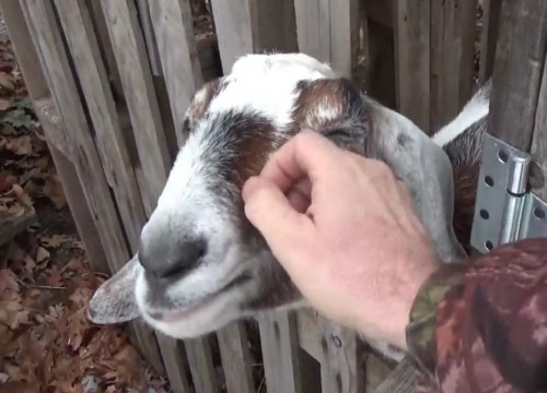 Happy Homestead Goats