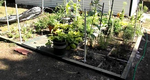 Raised bed herb garden