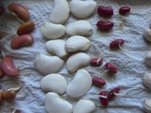 Sprouting Bulk Soup Beans