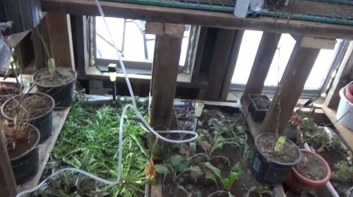 Vegetables Growing In Winter Greenhouse