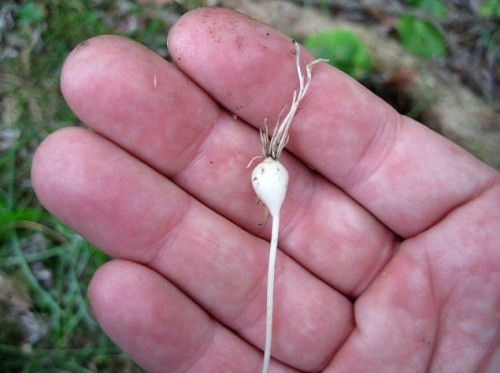 The Wild Garlic Bulb