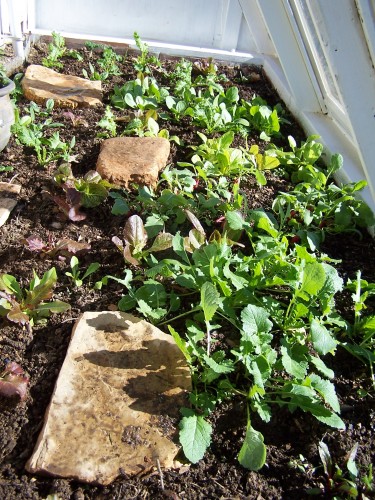 Covered with a tarp on very cold nights Covered with a tarp on very cold nights