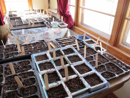 Once emerged, seedlings do best with 12 hours or sunlight daily